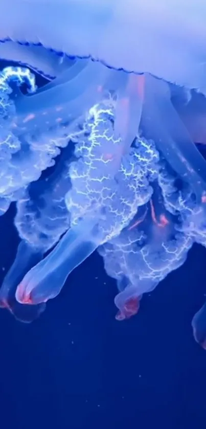 Close-up of a glowing jellyfish in a deep blue ocean background.