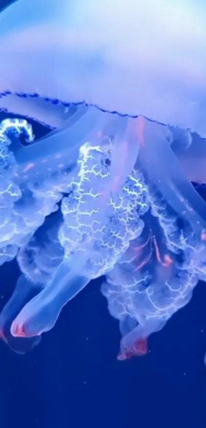 Bioluminescent jellyfish with vibrant blue hues against a deep oceanic background.