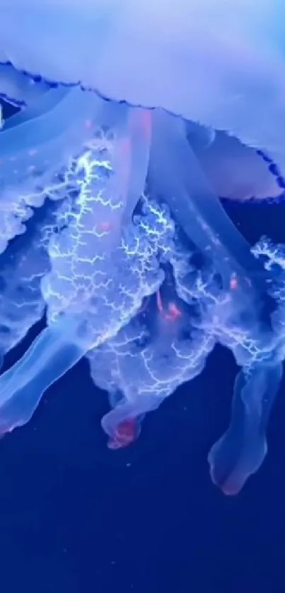 Bioluminescent jellyfish glowing underwater with a mesmerizing blue light.