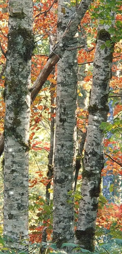 Birch trees with colorful autumn leaves in a serene forest setting.