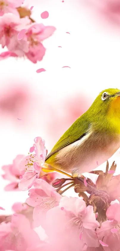 Green bird perched amid pink cherry blossoms.