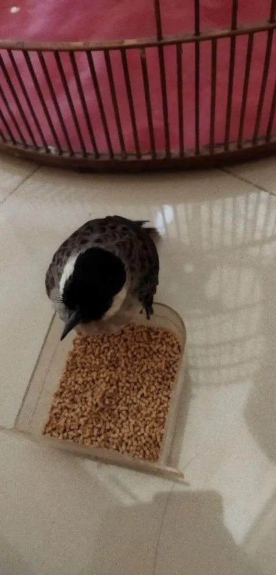 Bird sitting near cage with pink background.