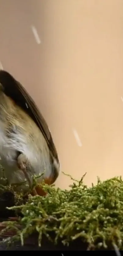 Bird perched on moss with soft beige background.