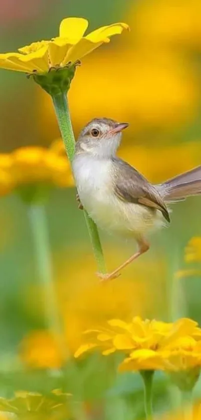 A small bird perched on yellow flower in a lush vibrant field.