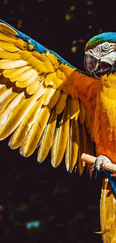 Bird Art Organism Live Wallpaper