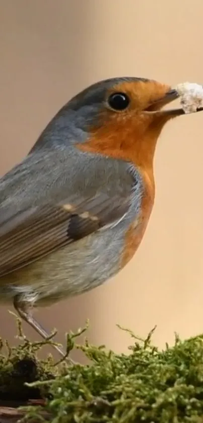 Bird Beak European Robin Live Wallpaper