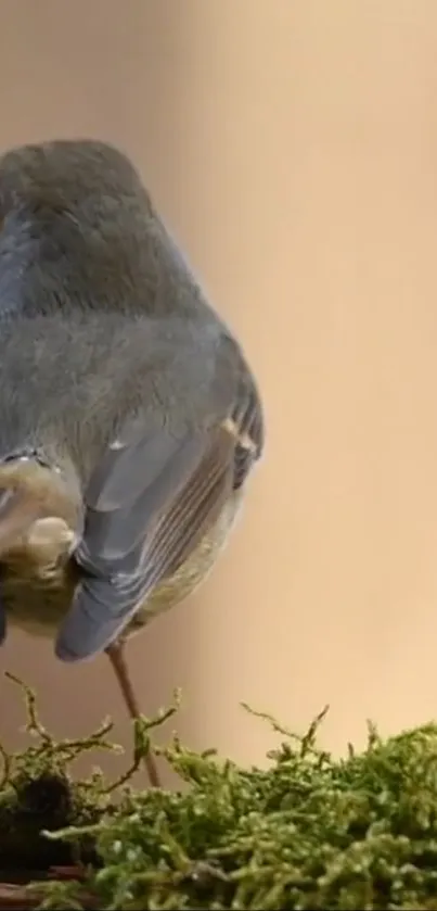 Bird Beak Feather Live Wallpaper