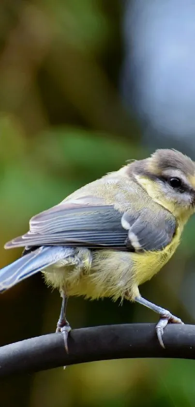 bird Live Wallpaper