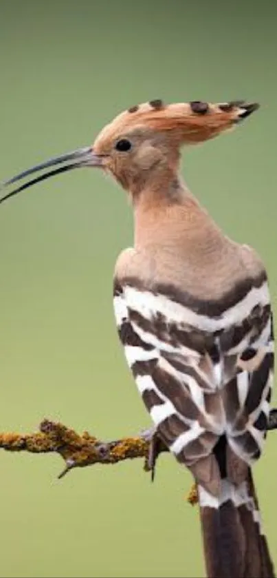 Bird Beak Feather Live Wallpaper