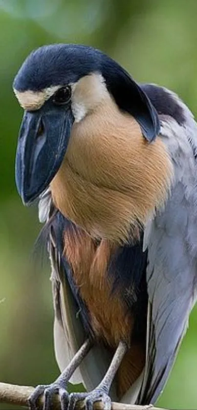 Bird Beak Feather Live Wallpaper
