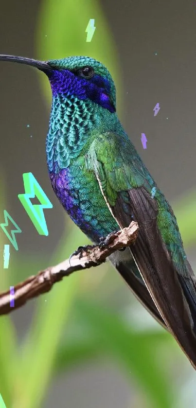 brid!¡ Live Wallpaper