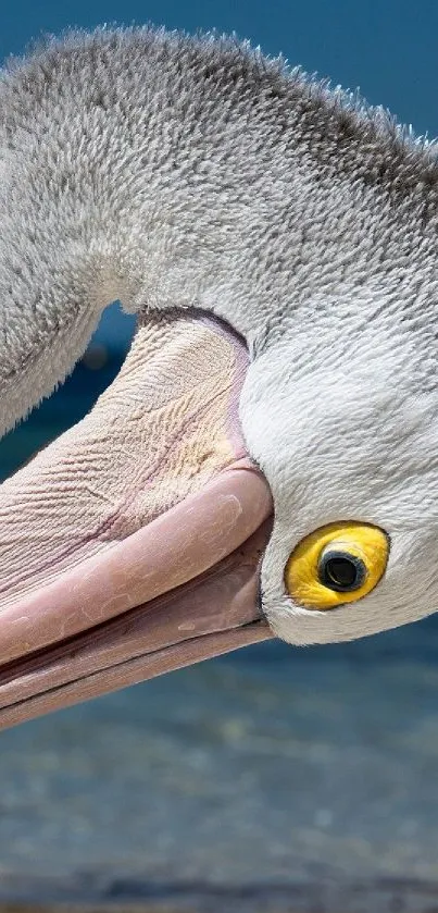 love ❤ birds Live Wallpaper