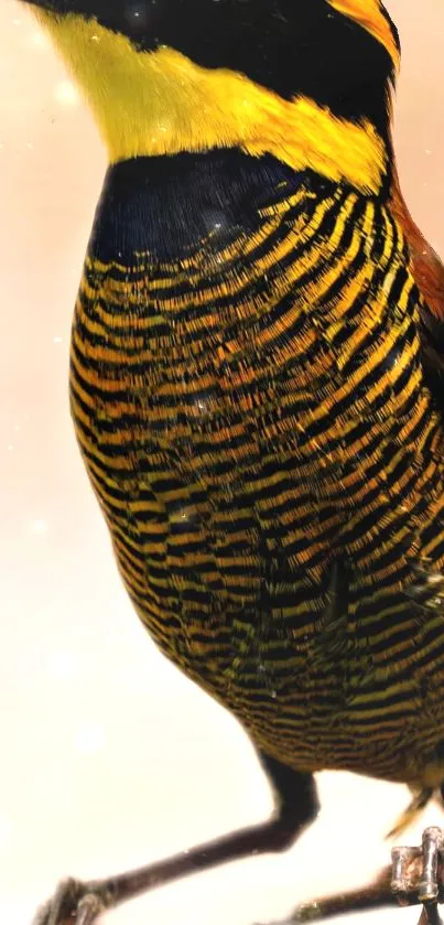 Birdy  Live Wallpaper