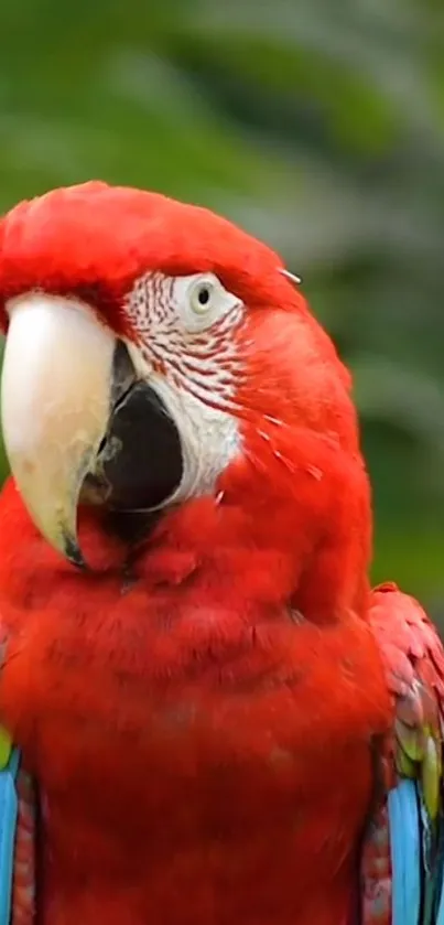 Bird Beak Parrot Live Wallpaper