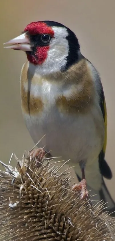 Bird Beak Plant Live Wallpaper