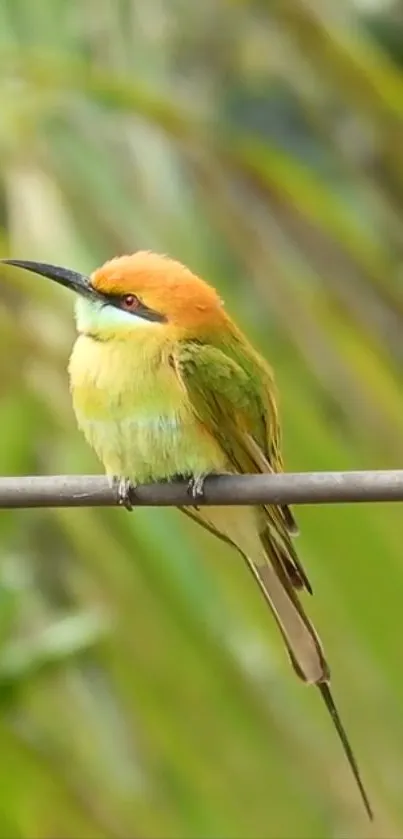 Bird Beak Plant Live Wallpaper