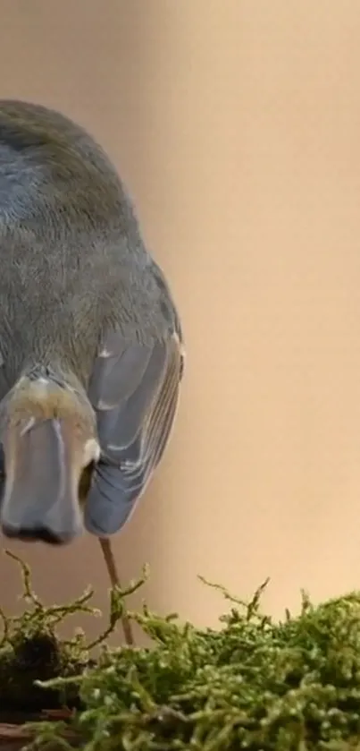 Bird Beak Plant Live Wallpaper