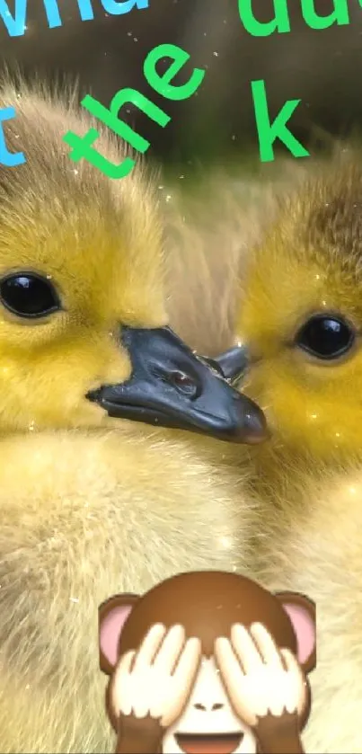 ducking around  Live Wallpaper