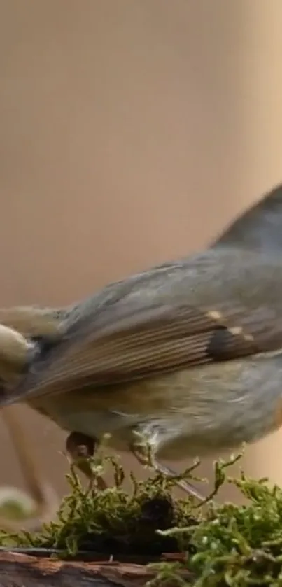 Bird Beak Twig Live Wallpaper