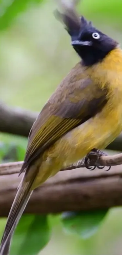 Bird Beak Yellow Live Wallpaper