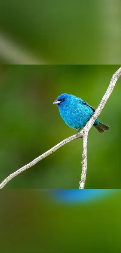 Bird Blue Beak Live Wallpaper