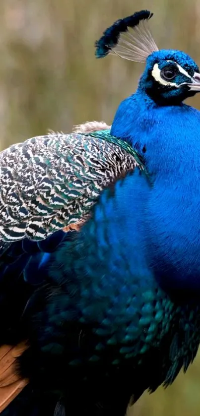 Bird Blue Green Live Wallpaper