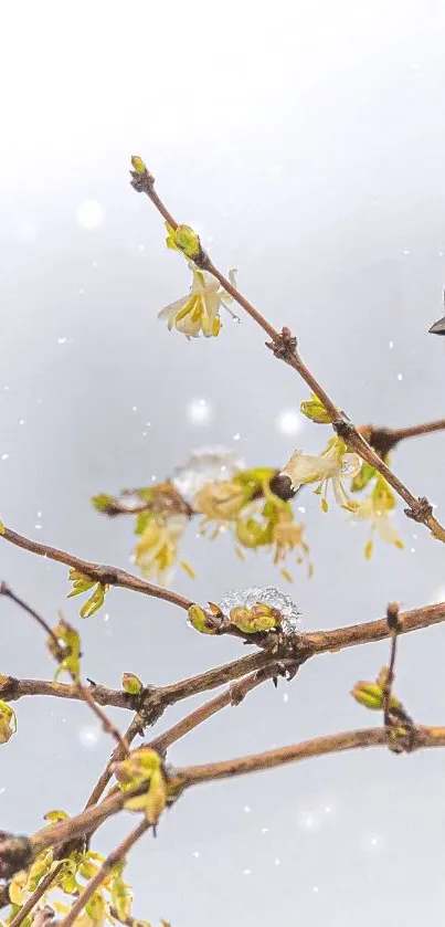 Bird Branch Twig Live Wallpaper