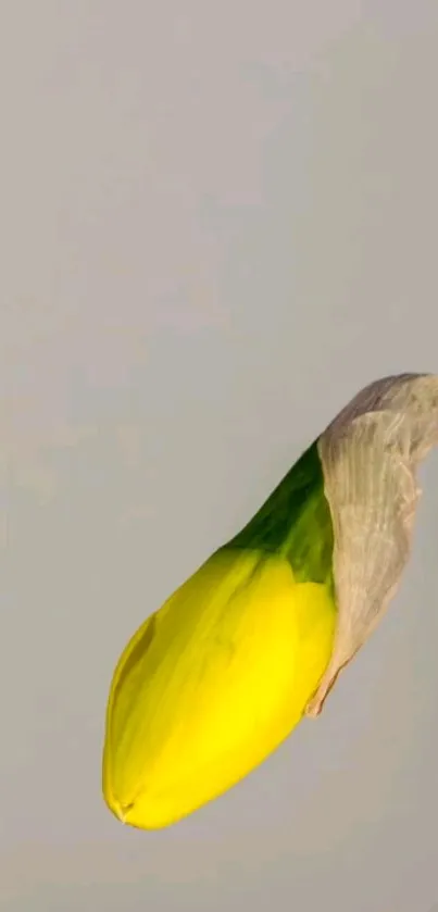 Bird Child Art Drawing Live Wallpaper