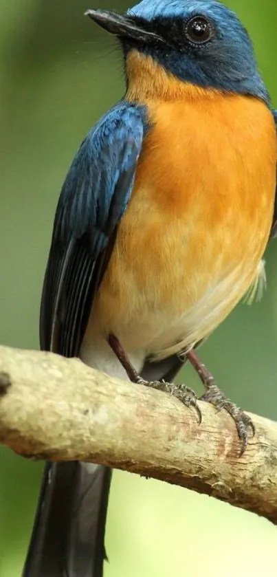 Bird Electric Blue Balance Live Wallpaper