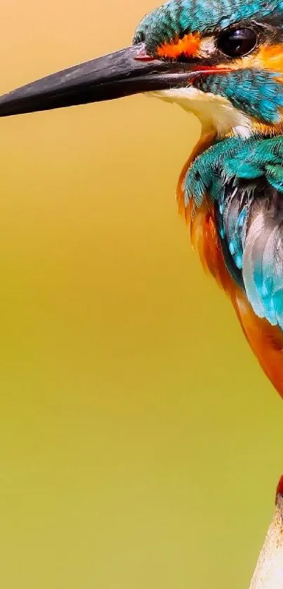 Bird Electric Blue Macro Photography Live Wallpaper