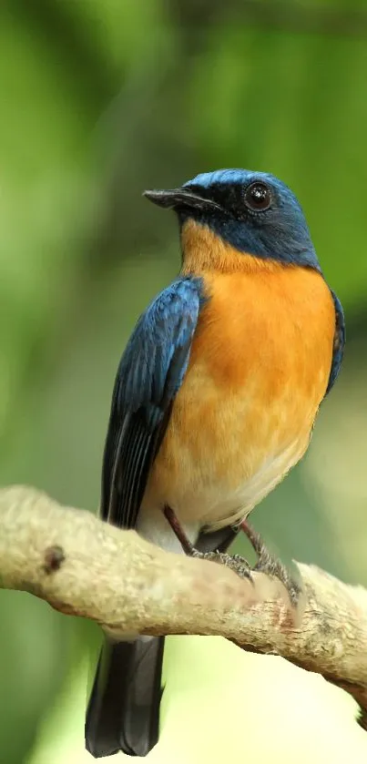 Bird Electric Blue Wood Live Wallpaper