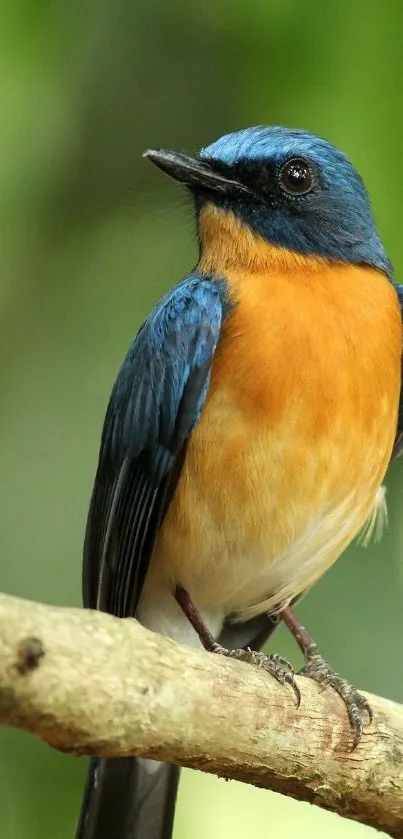 Bird Electric Blue Wood Live Wallpaper