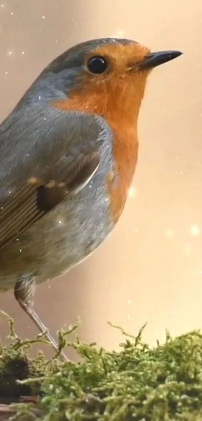 Bird European Robin Beak Live Wallpaper