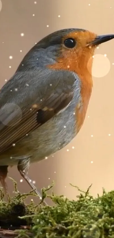 Bird European Robin Plant Live Wallpaper