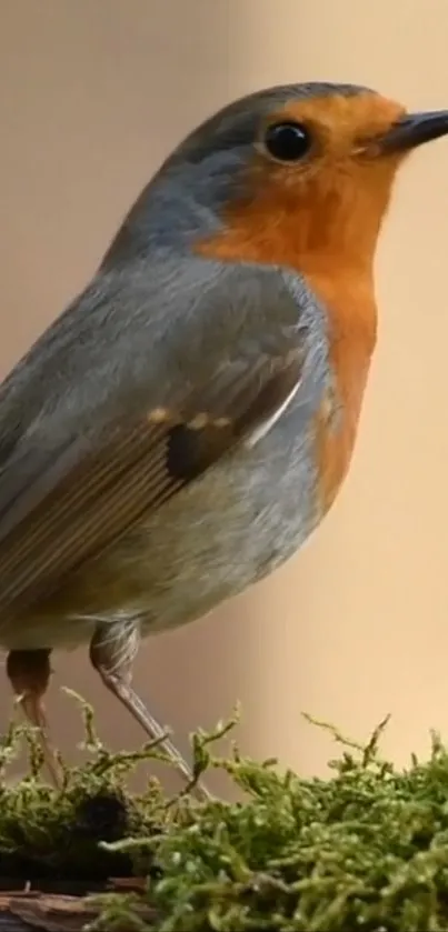 Bird European Robin Plant Live Wallpaper