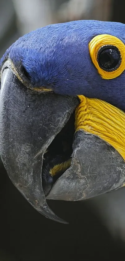 parrot Live Wallpaper