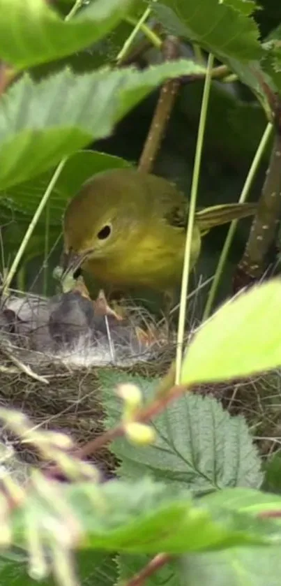 Bird feeding chicks in a nest surrounded by green leaves.