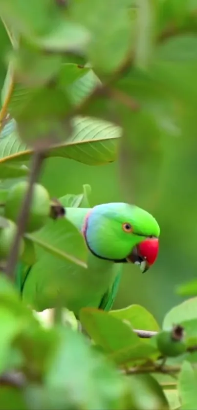 Bird Green Branch Live Wallpaper