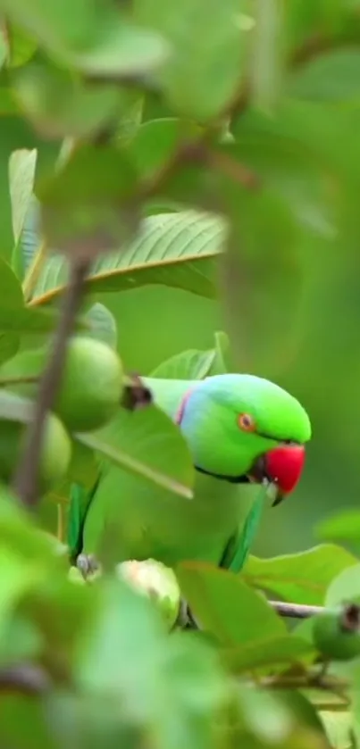 Bird Green Branch Live Wallpaper