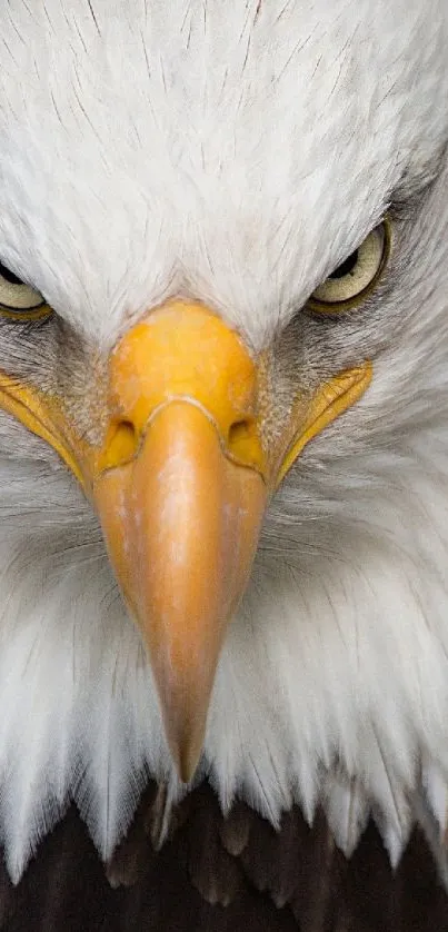 eagle Live Wallpaper