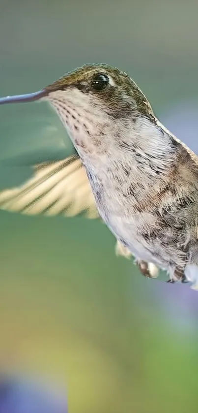 hanging bird Live Wallpaper