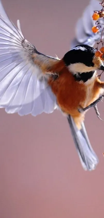 Bird in flight with spread wings on mobile wallpaper.