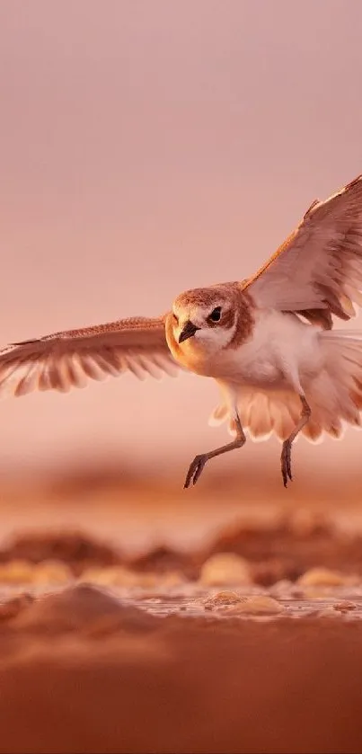 Bird gracefully flying over a sunset-lit landscape.