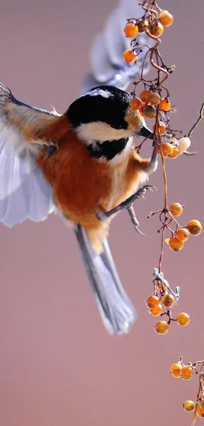 Colorful bird in flight with orange berries.