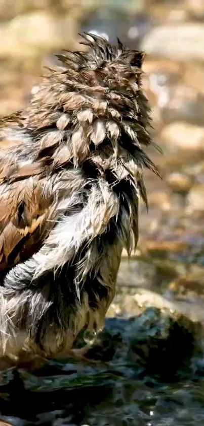 Bird with wet feathers in a natural setting.