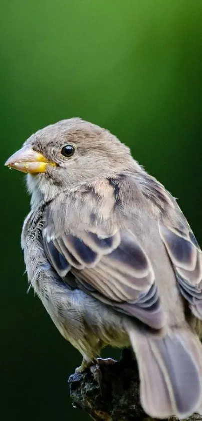 Sparrow perched on a branch with a lush green background.