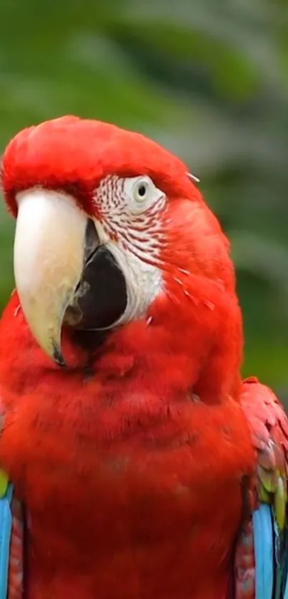 Bird Mammal Parrot Live Wallpaper