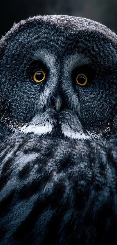 Bird Nature Beak Live Wallpaper