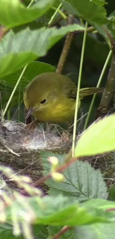 Bird nestled in a green leafy nest.