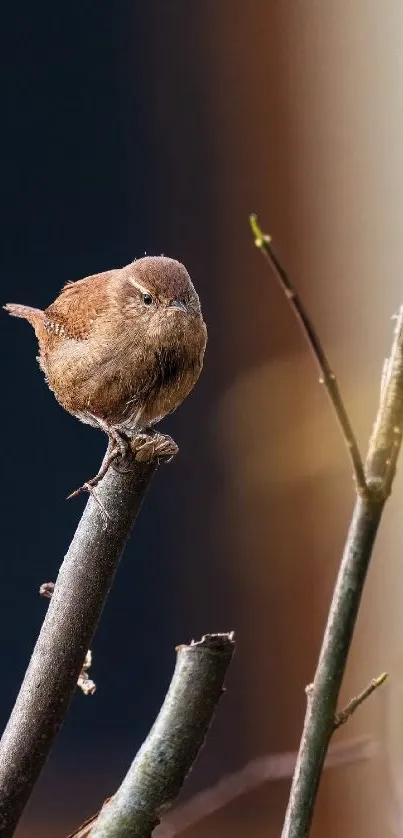 Small brown bird perched on tree branch in natural setting.